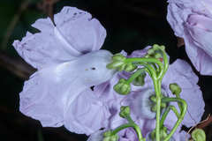 Ipomoea batatoides