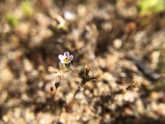 Leptosiphon pygmaeus