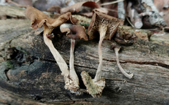 Pseudoarmillariella ectypoides