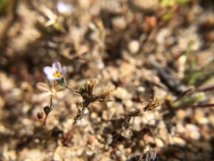 Leptosiphon pygmaeus