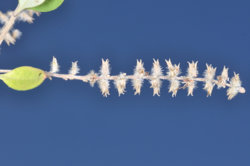 Aloysia gratissima