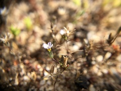 Leptosiphon pygmaeus