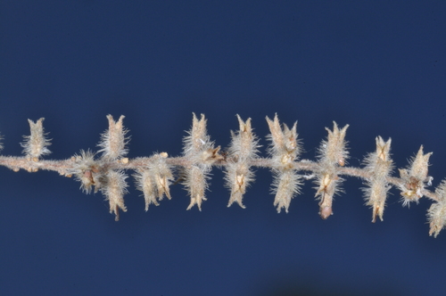 Aloysia gratissima