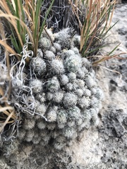 Escobaria sneedii leei