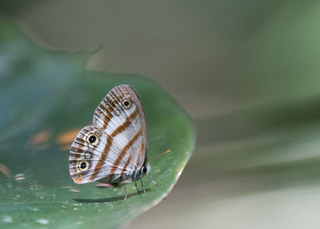 Euptychia mollis