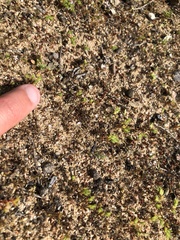 Leptosiphon pygmaeus