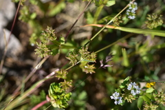 Valerianella echinata