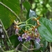 Epidendrum pinniferum - Photo (c) talesfromthepottingshed, algunos derechos reservados (CC BY-NC)