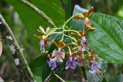 Epidendrum pinniferum