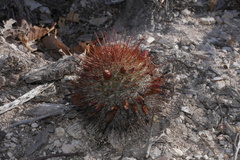 Mammillaria rekoi