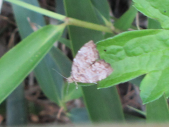 Choreutis hyligenes