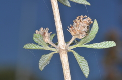 Lippia turbinata