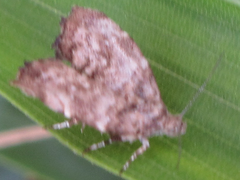 Choreutis hyligenes