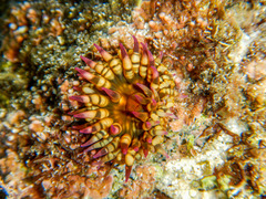 Bunodosoma californica
