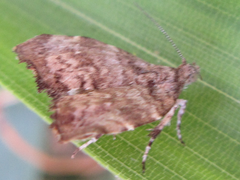 Choreutis hyligenes