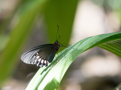 Parides erithalion