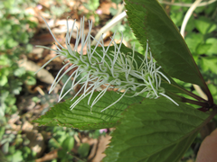 Chloranthus fortunei