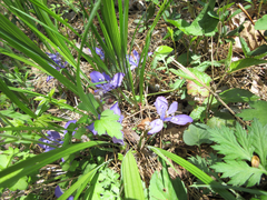 Iris rossii