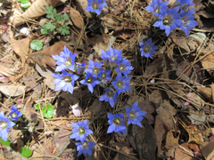 Gentiana zollingeri