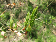 Lindera glauca