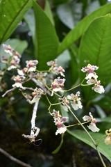 Oncidium dichromaticum
