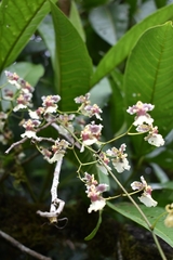 Oncidium dichromaticum