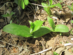 Tricyrtis macropoda