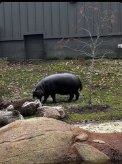 Hippopotamidae