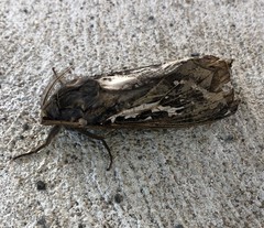 Abantiades atripalpis