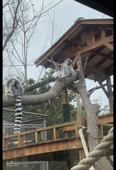 Lemur