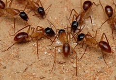Camponotus nigriceps
