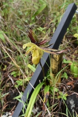 Phragmipedium longifolium