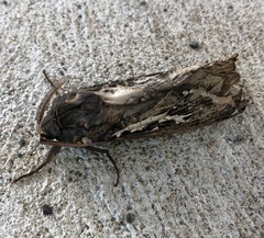 Abantiades atripalpis