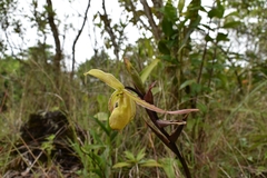 Phragmipedium longifolium