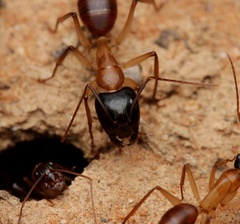 Camponotus nigriceps