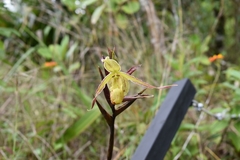 Phragmipedium longifolium