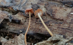 Marasmius sullivantii