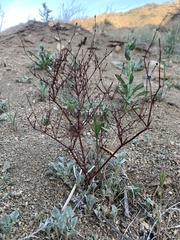 Eriogonum baileyi