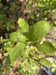 Plumbago auriculata