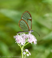 Episcada hymenaea hymenaea