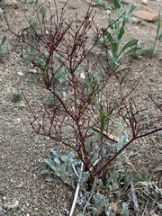Eriogonum baileyi