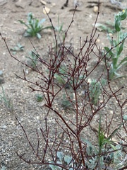 Eriogonum baileyi
