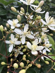 Clematis meyeniana