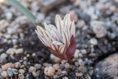 Allium obtusum obtusum