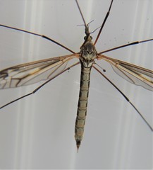 Tipula vittata