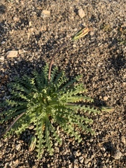 Anisocoma acaulis