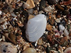 Mactrotoma antecedens