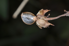 Ipomoea rubriflora
