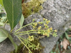 Ocotea disjuncta