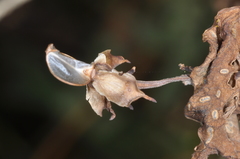 Ipomoea rubriflora